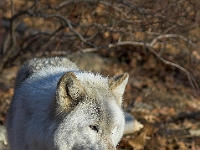 Arctic Wolf 057